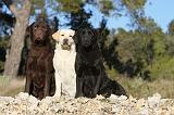 LABRADOR 598